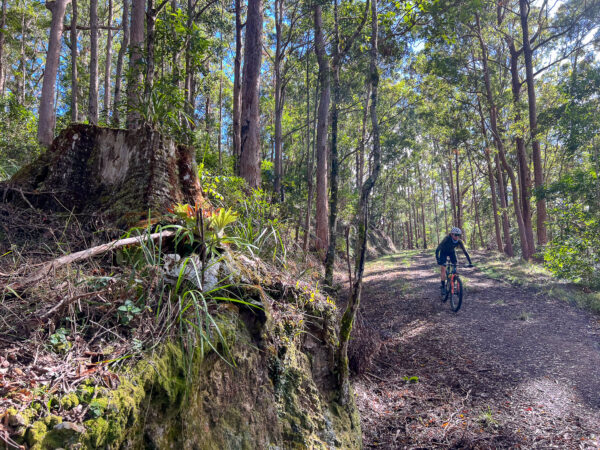 Laceys Creek loop